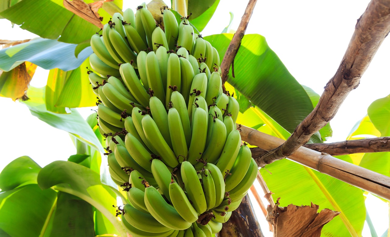 Read more about the article Bananas…!!!